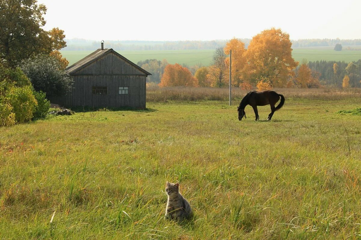 Деревенский пока. Сергей Красноперов фотограф. Животные в деревне. Животные на дереве. Деревенский пейзаж с животными.