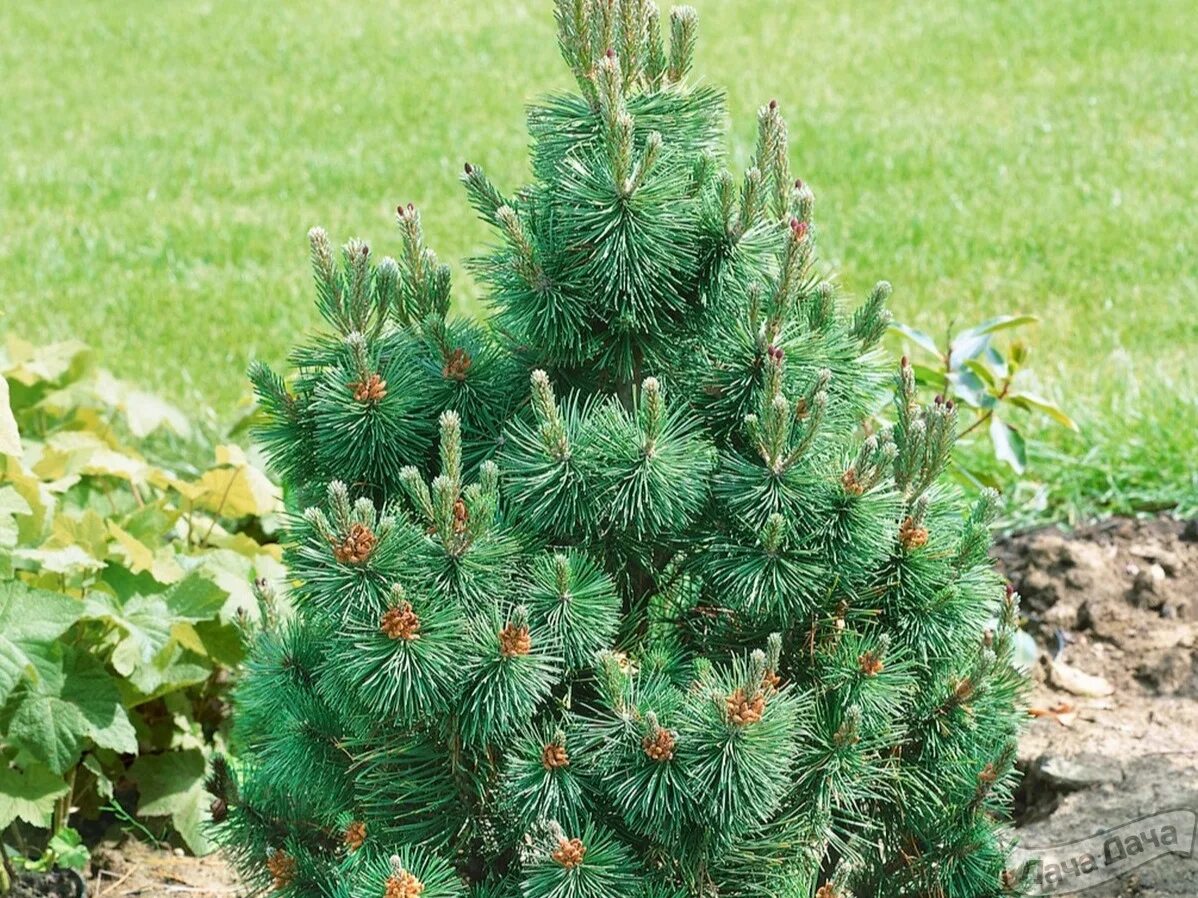 Сосна Горная Колумнарис. Сосна Горная "columnaris" (Columbo). Сосна Пинус Муго. Сосна Горная Pinus columnaris. Сосна горная карликовая