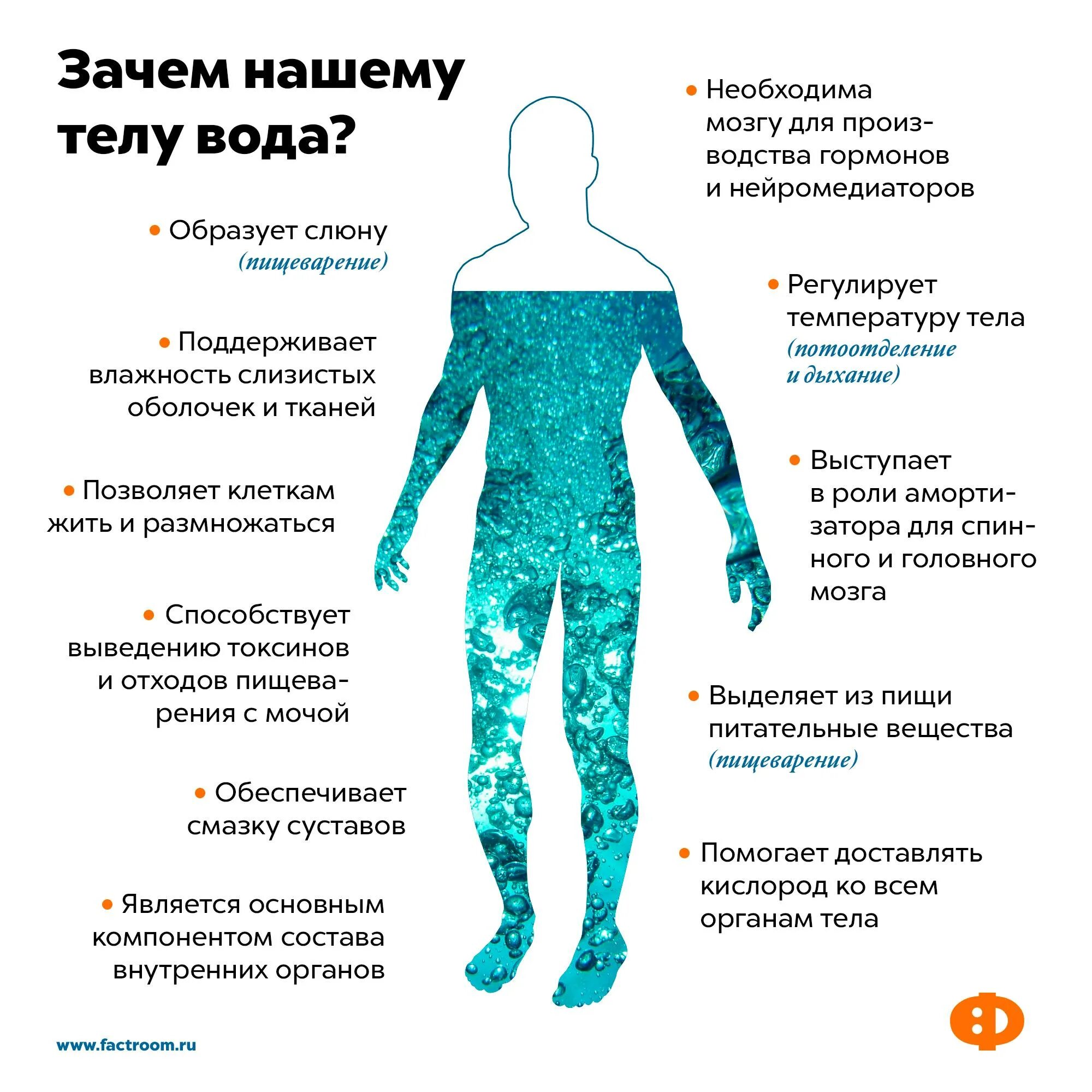 Из чего состоит человек. Полезность воды для организма. Наше тело состоит из воды. Вода в человеческом организме. Вода в человеческом организме.