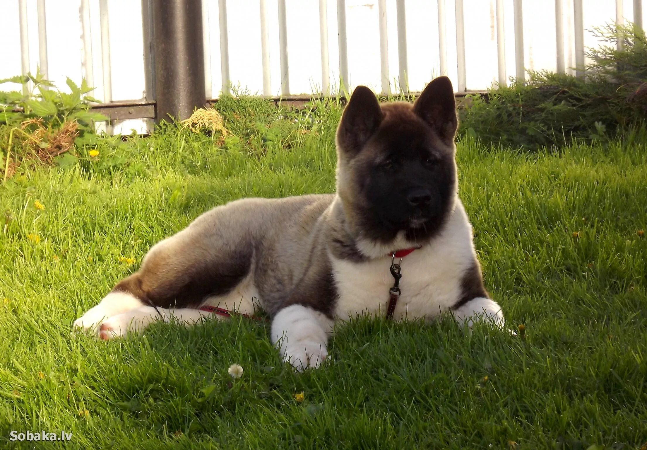 Akita Dog Breed Information Akita dog, Best guard dogs, American akita dog