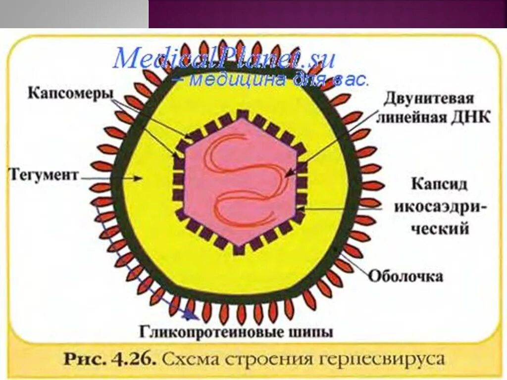 Генетическое строение вируса. Вирус герпесвирус строение. вирус ветряной оспы строение. схема строения вируса герпеса. вирус оспы строение.
