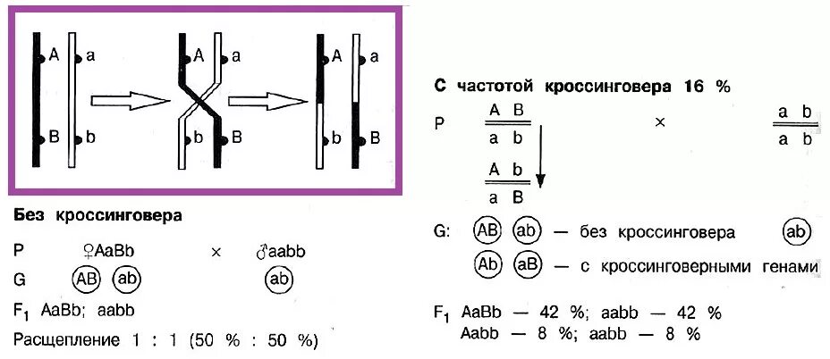 Схема кроссинговера схема. Сцепленное наследование с кроссинговером. Закон Моргана кроссинговер. Сцепленное наследование признаков генетика.