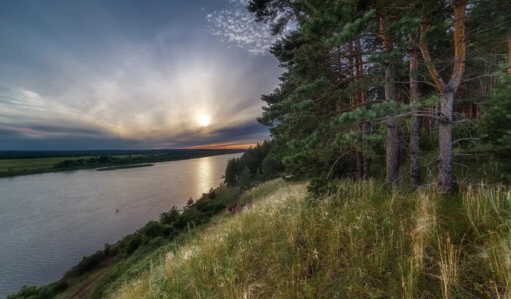 Сосна Бор река. Печора сосна на берегу. Река Обь Сосновый Бор берег. Пейзаж Коми река Вычегда.