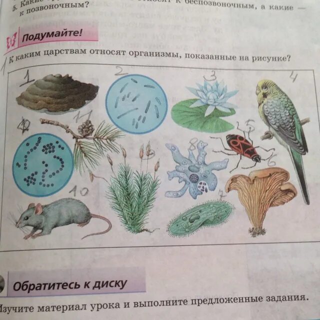 К каким царствам относятся организмы. Определите организмы по царствам. Распредели организмы по царствам. Изображения организмов по царствам.