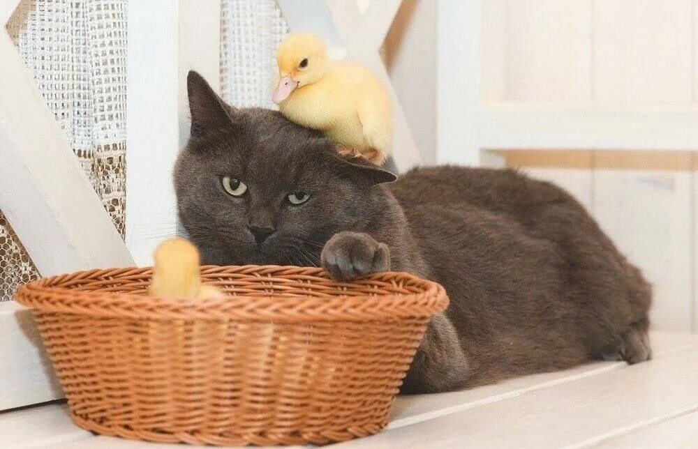 Наглость это. Кот и утенок. наглость. котик и уточка. наглость это счастье.