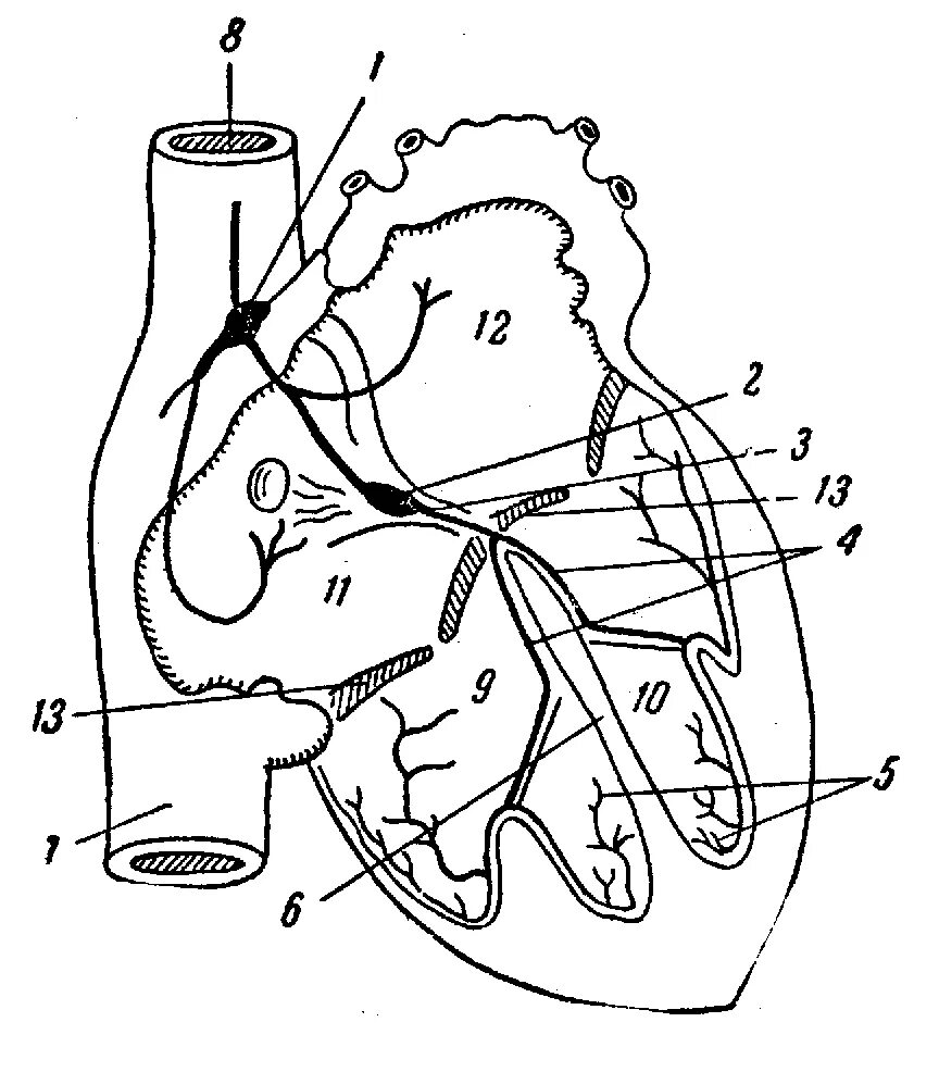 Местоположение проводящий. Проводящая система сердца полусхематично. Схема проводящей системы сердца. Схематическое изображение проводящей системы сердца. Зарисовка проводящей системы сердца.