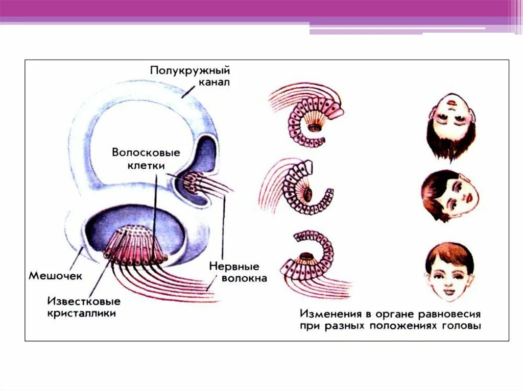 Вестибулярный аппарат орган чувств. Органы равновесия, кожно-мышечное чувство, обоняние и вкус. Орган равновесия 8 класс биология. Органы осязания обоняния вкуса 8 класс. Обонятельный анализатор 8 класс биология.