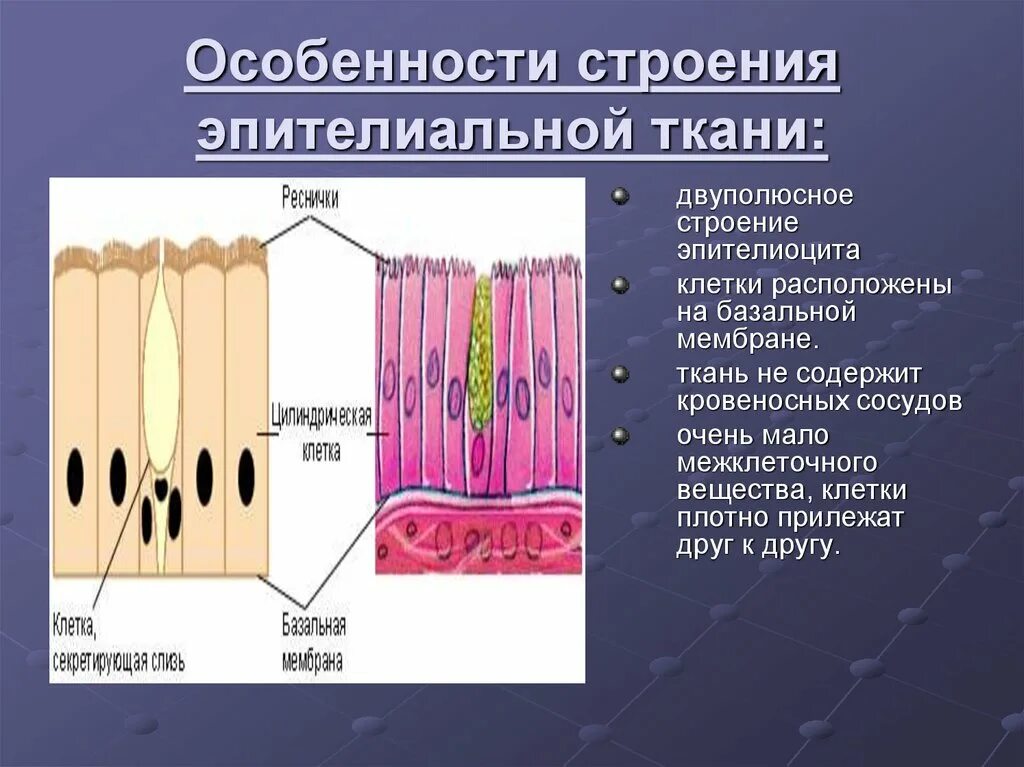 Особенности строения эпителиальной ткани. Эпителиальная ткань анатомия. Какую функцию выполняет эпителиальная