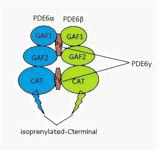 Wiki b6. Гаф и Даф. Дерево Гаф прозопис Гаф. Pde6 in Retina mechanism. PDES.