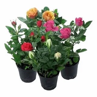 Rose mix
