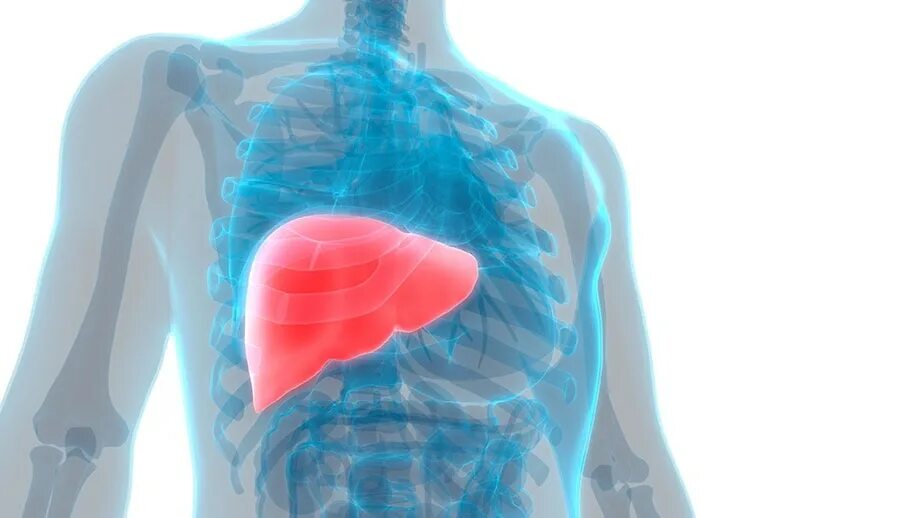 Liver disease. Ожирение печени гепатоз печени. Liver disease. Печенеь челове. Liver disease.