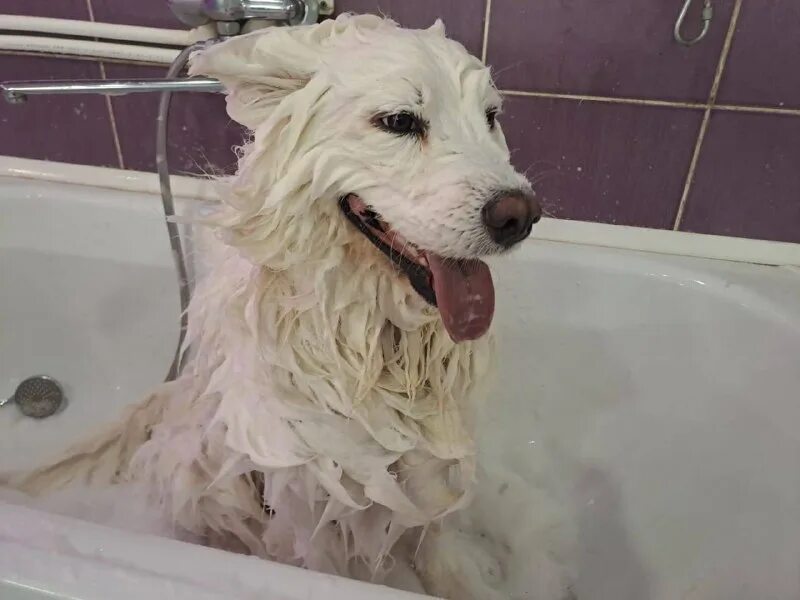 Пушистый рай дата выхода серий. Пушистый рай бабушкино где находиться салон для собак. Пушистый рай бабушкино где находиться салон для собак. Пушистый рай дата выхода серий. Пушистый рай дата выхода серий.