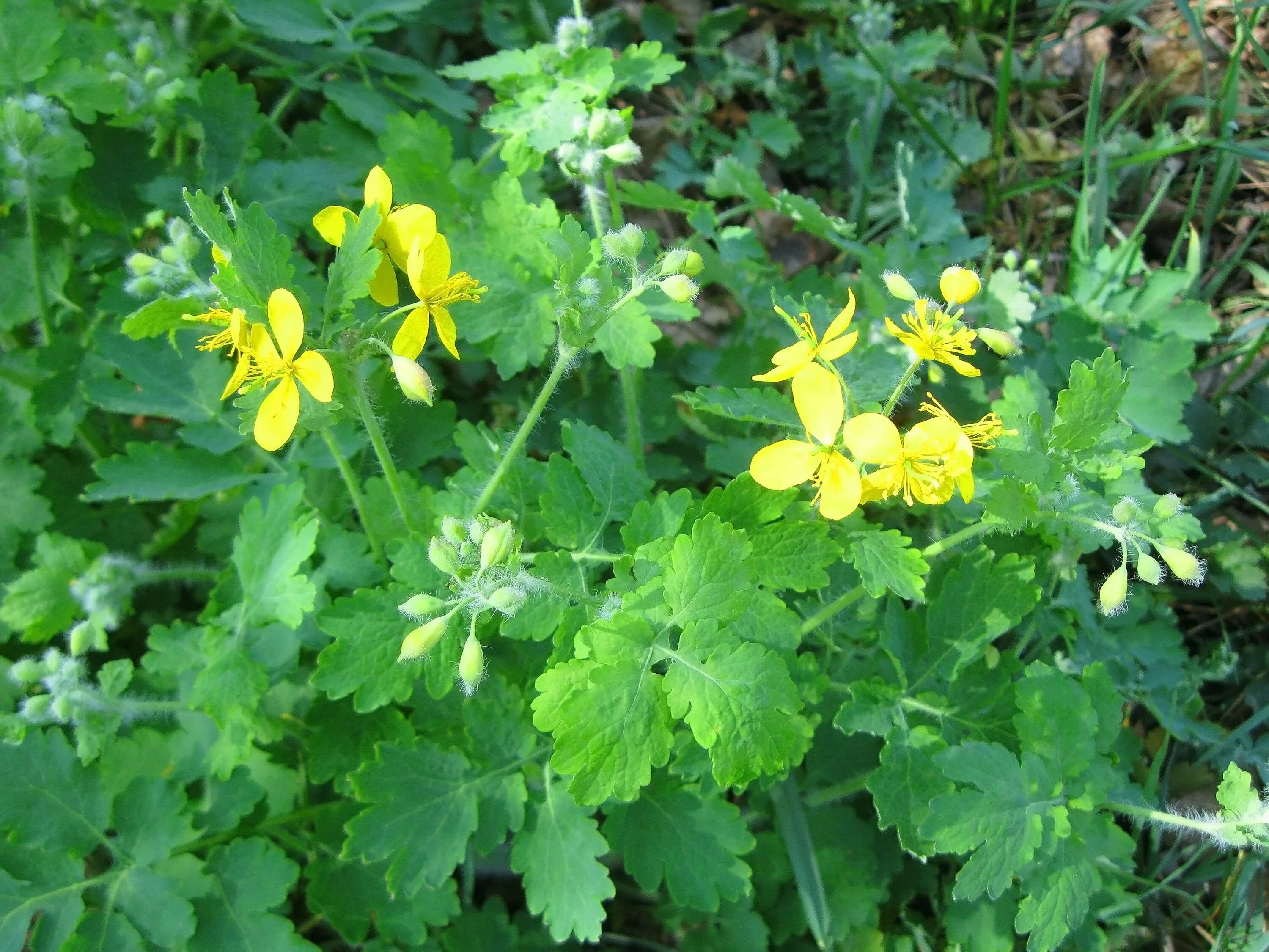 Чистотел видео. Chelidonium majus. Трава чистотела (herba Chelidonii).. Chelidonium majus herba. Чистотел большой.