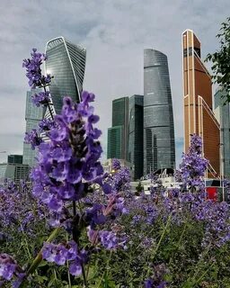 Москва фиолетовый