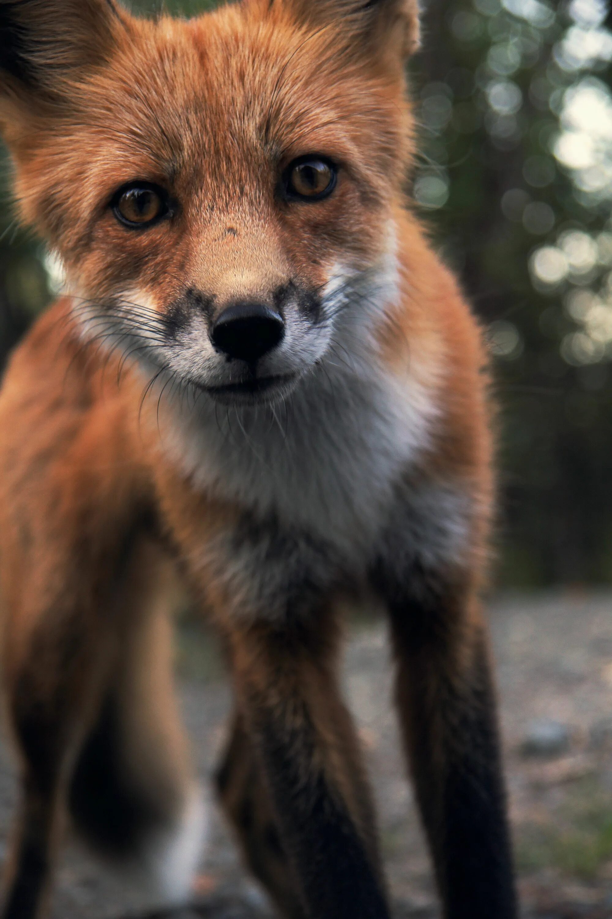 Fox fox фф. Лиса. Любопытная лиса. Крупные лисы. Лиса селфи.