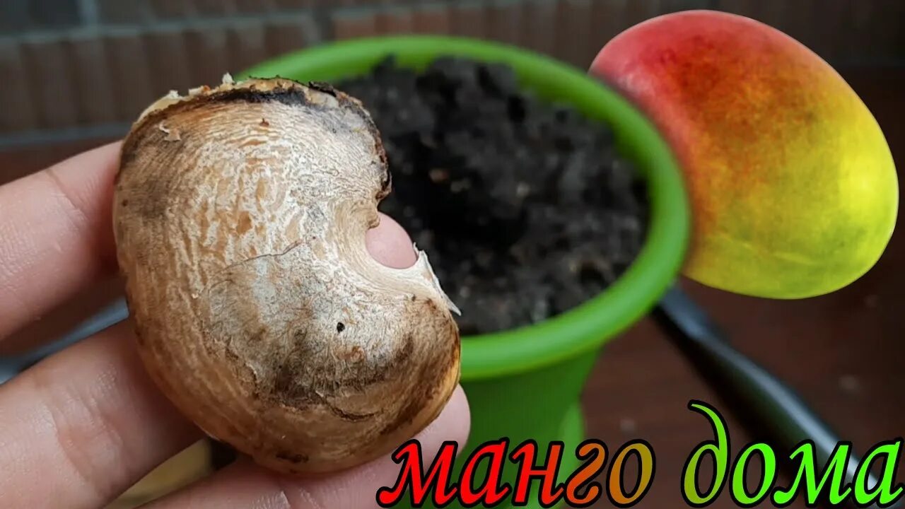 Как садить манго. Манго цветок из косточки. тайское манго косточка. как вырастить манго из косточки в домашних. человечек из косточки манго.