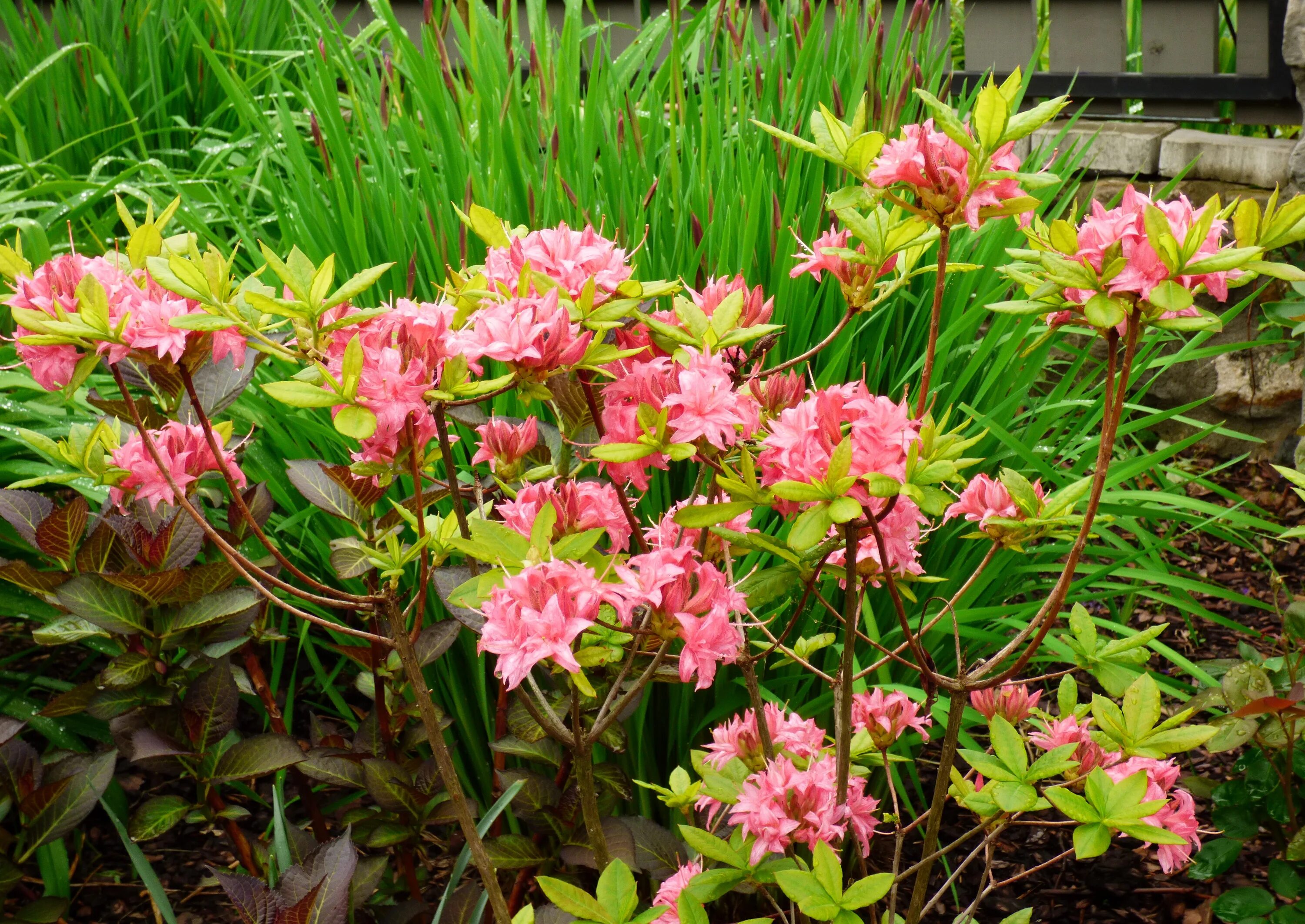 Azalea платье турция черное. Рододендрон фридолайн. Polo track. Azalea платье турция черное. Azalie.