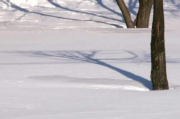Зима 2009-2010. Летопись зимы. Летопись зимы. Летопись зимы. Летопись зимы.