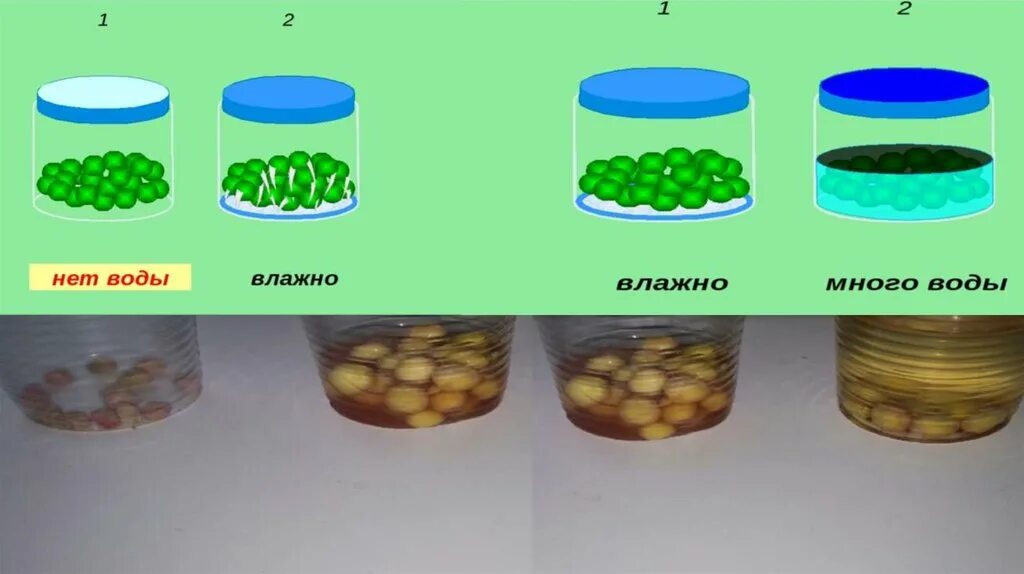 Условия прорастания семян вода. Биология опыт прорастания семян гороха. Опыт с семенами гороха 6 класс биология. Условия прорастания семян гороха. Прорастание гороха опыт.