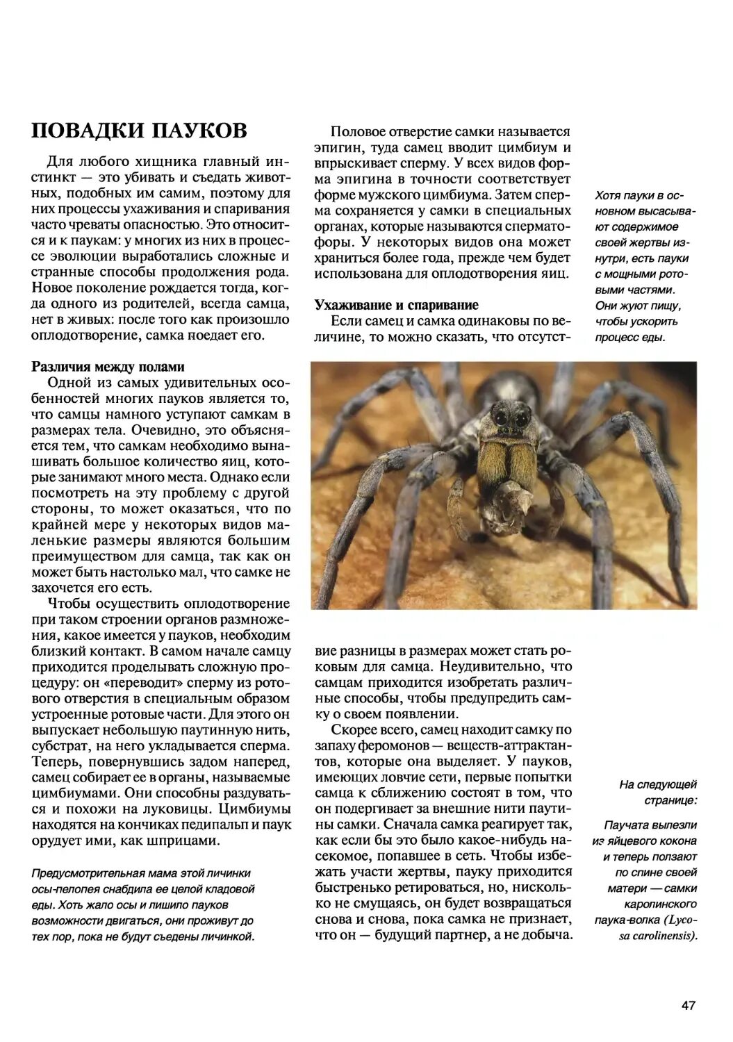 Расположите по порядку события происходящие после спаривания