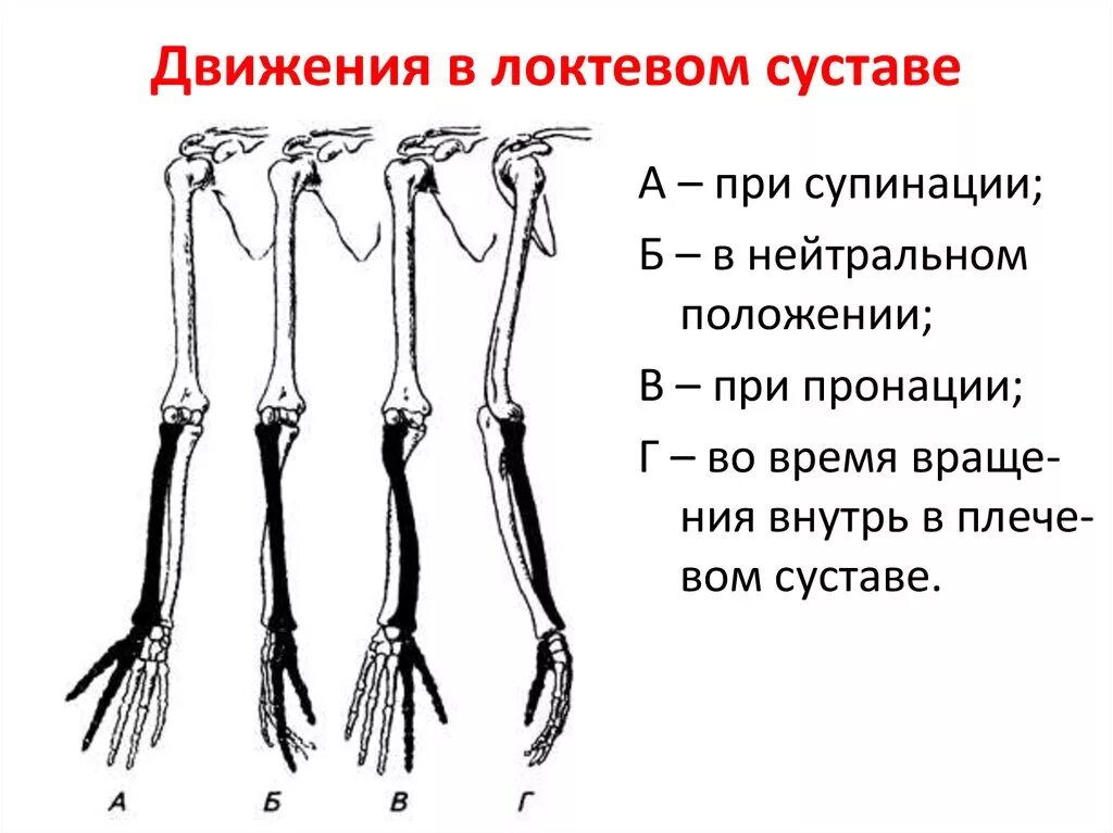 Локтевой сустав строение и объем движений. Движения в локтевом суставе по осям. Локтевой сустав оси движения. Супинация кости предплечья. Кости предплечья соединение