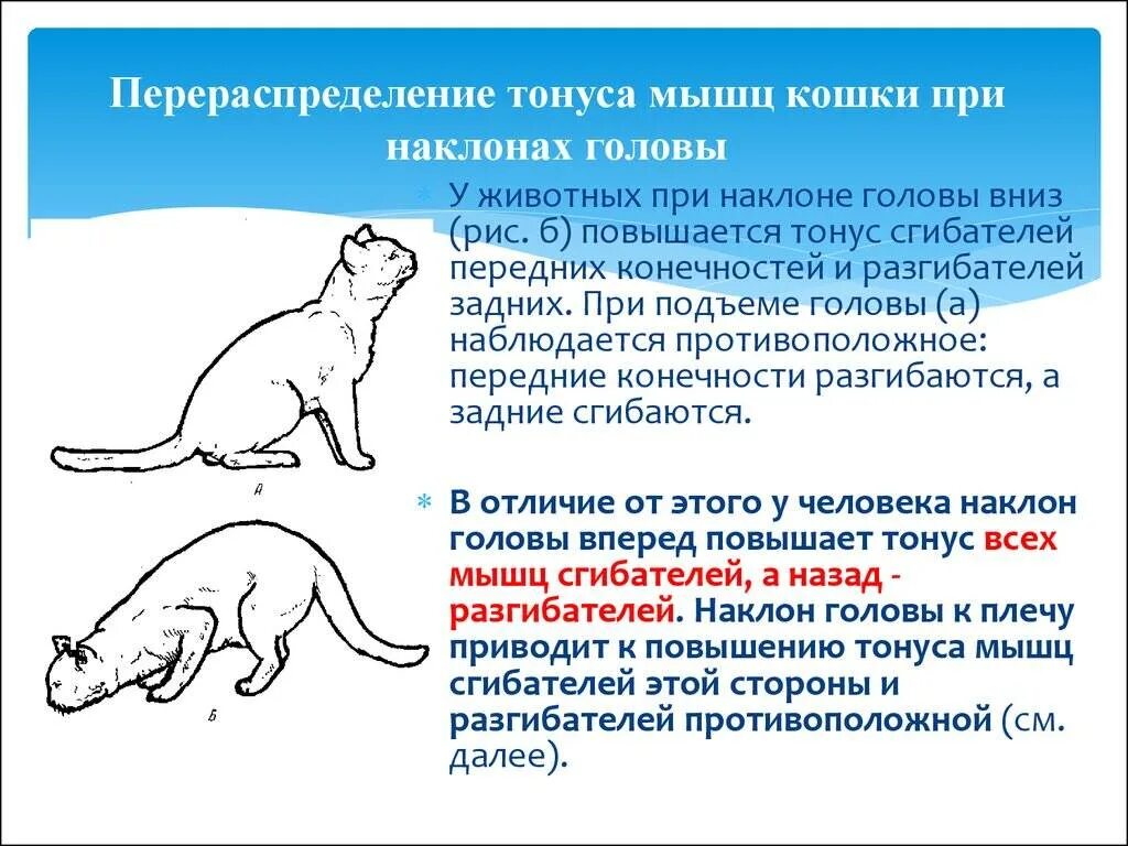 Мочеваменная болезнь у кошек сим. Мкб мочекаменная болезнь у кошек. Мочекаменная болезнь у кошек симптомы. Мочекаменная болезнь мкб у кота. Как понять что у кошки проблемы.