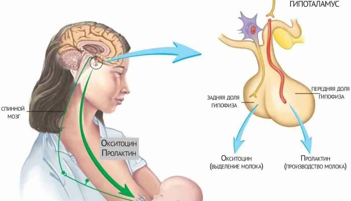 Пролактин. Эффекты пролактина на организм женщины. Гипофиз пролактин. Гиперпролактинемия. Пролактин молоко
