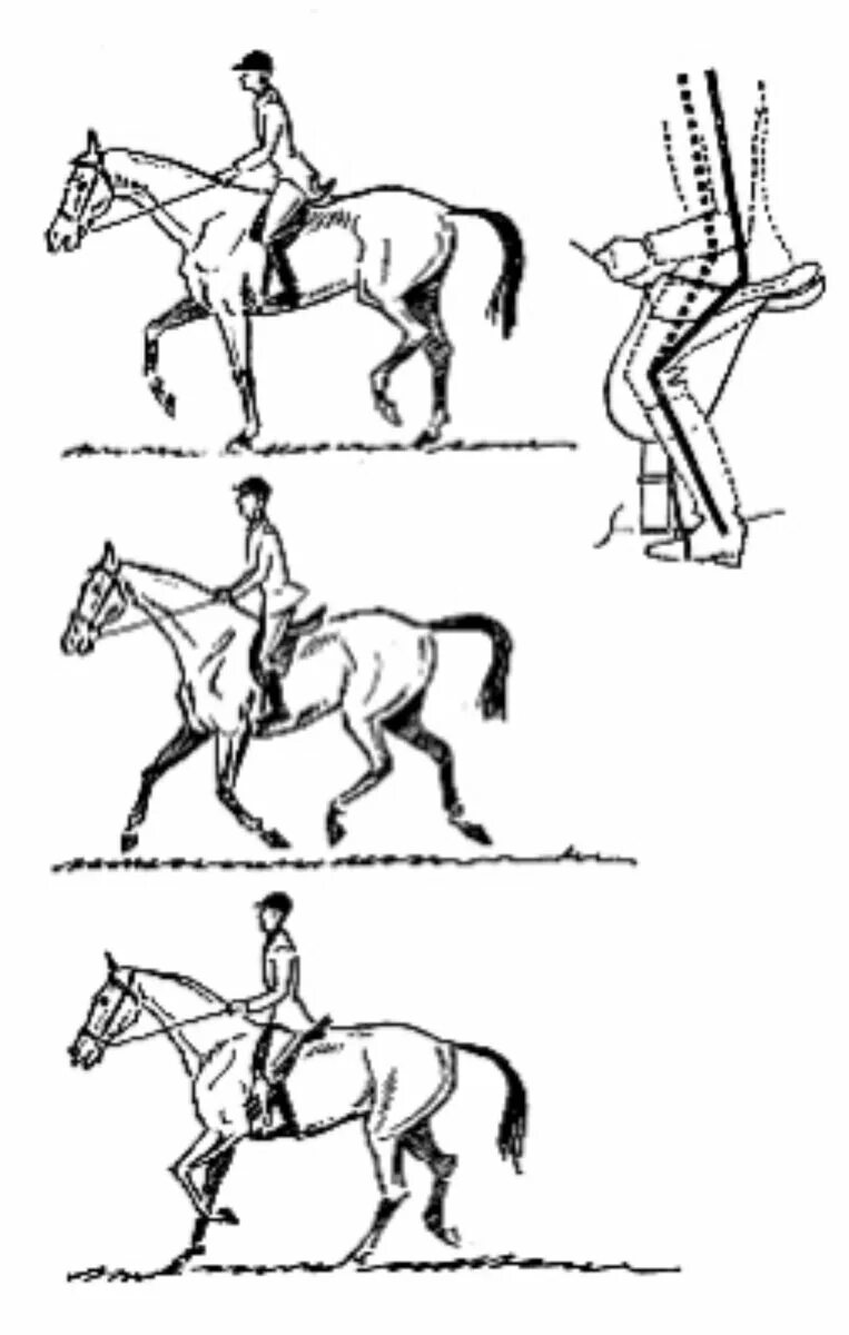 Учебная рысь. Полевая посадка на галопе. Полевая Рысь верховая езда. Полевая посадка на лошади на галопе. Правильная посадка на лошади на рыси.