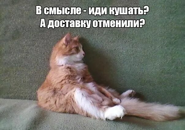 Независимый кот. В смысле забавно. Взгляд совы. Алина кабаева мем. В смысле это твоя кровать фото.