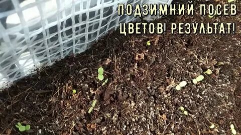 Какие растения посадить под зиму
