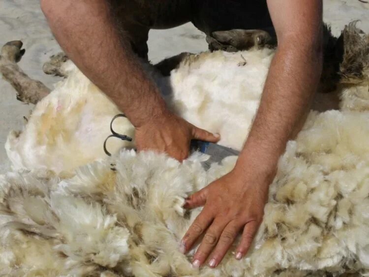 Стрижка барана. Шерсть стриги. Шерсть тонкорунных овец. Стрижка овец руно. Пластов стрижка овец.