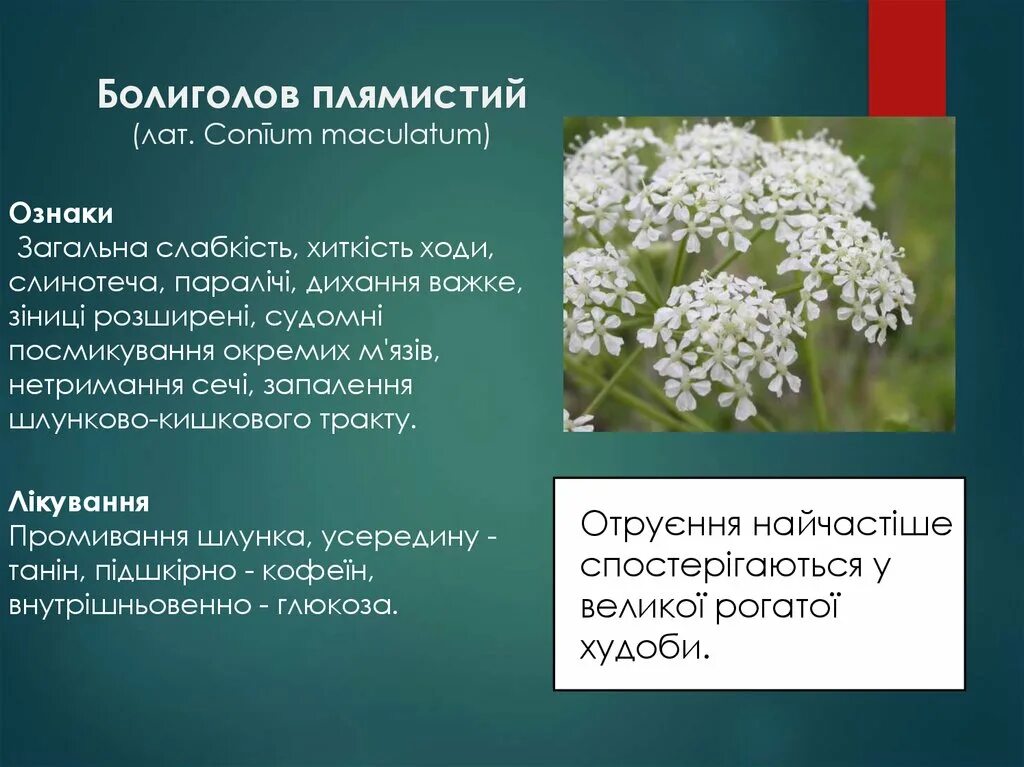 Кониум инструкция по применению