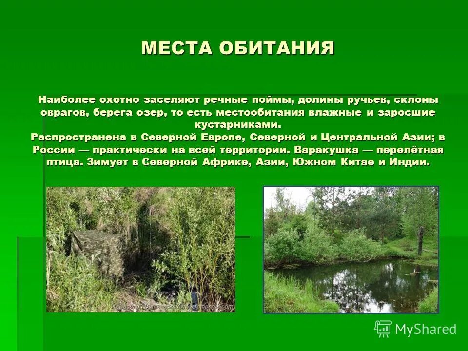 Среда обитания рептилий. Мксто обитание водоросле й. Мостообитания животных. Местом обитания наиболее. Местообитание животных в водной среде.