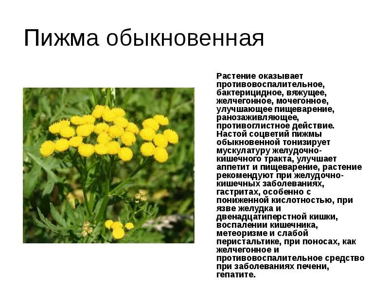 Пижма - на даче