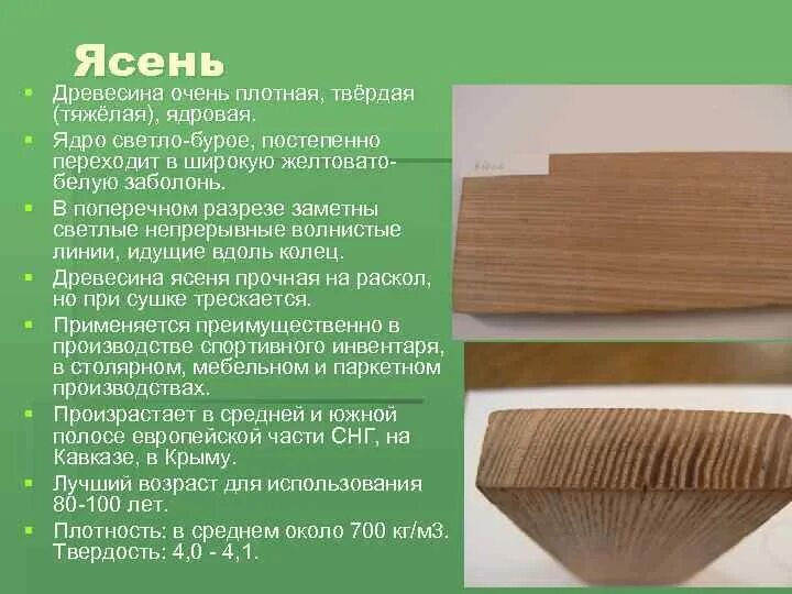 Из какого материала стали или дерева. Породы древесины. Ясень древесина. Прочные породы древесины. Ясень структура древесины.