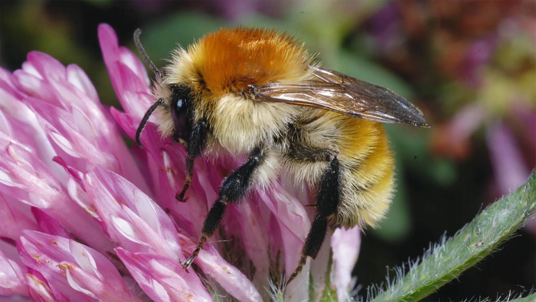 Амегилла пчела. Bombus terrestris рой. Скорость полета мухи. Шмель земляной bombus terrestris. Bombus terrestris.