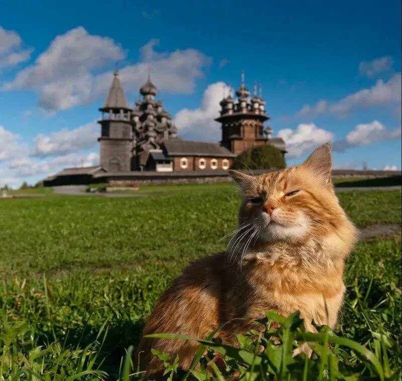 Кот Кеша Кижи. Котик на фоне церкви. Кошка на фоне храма. Кот в храме. Лучшая кошка россии