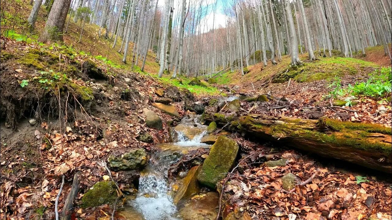 Шум ручья. Шум воды и ручья. Звуки ручья в лесу. В ручье шумит вода.