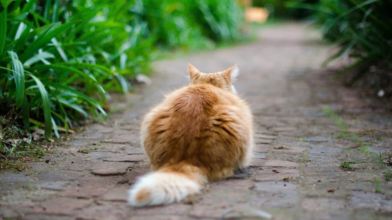 Рыжий кот уходит. Рыжий кот сзади. кот пушистый рыжий. кот сидит спиной. рыжий кот сидит.