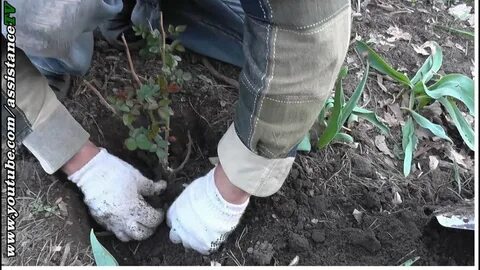 Какую почву любят розы