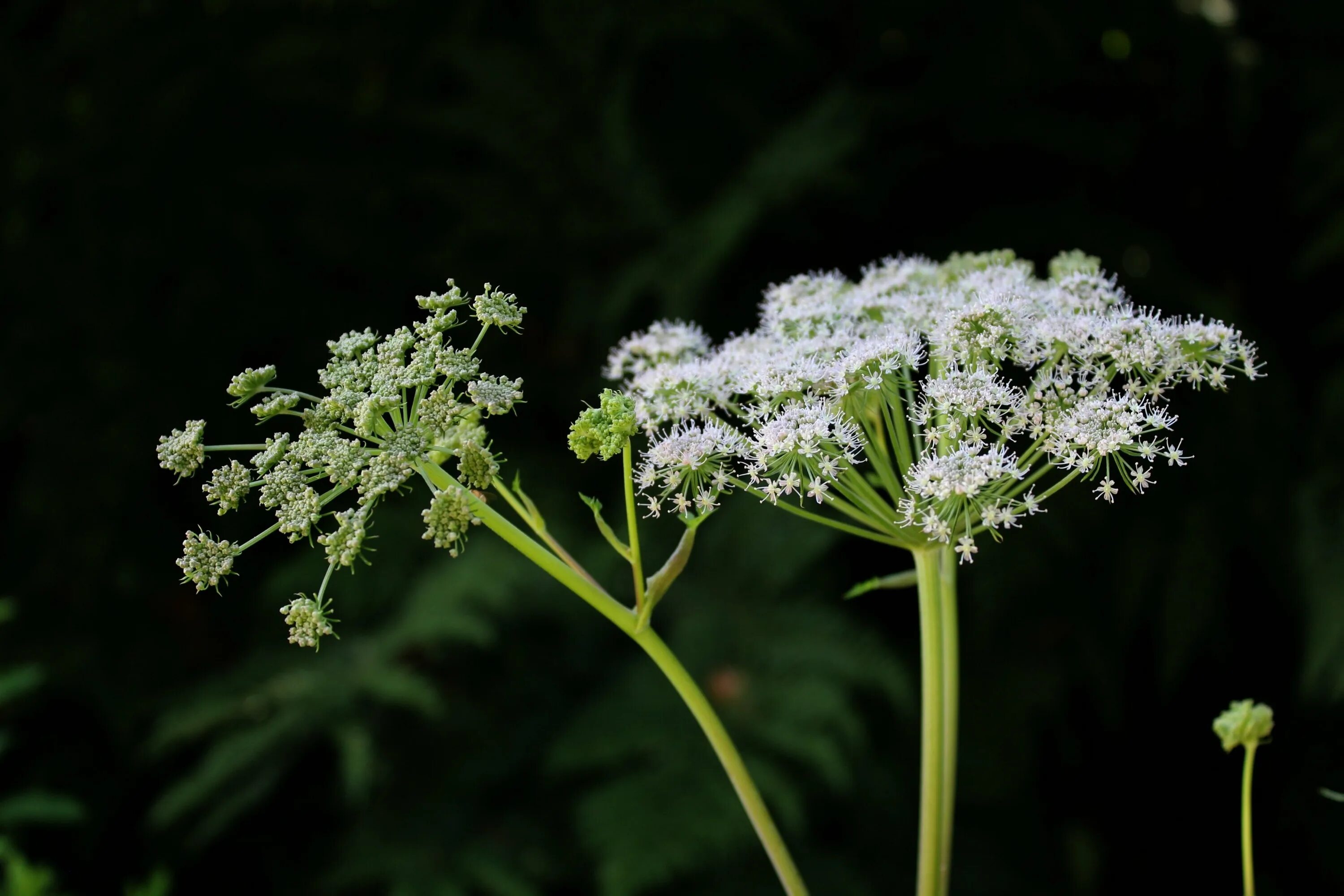 Трава зонтик. Зонтичные (Umbelliferae(Apiaceae)). Кокорыш собачья петрушка. Зонтичные бутень. Петрушка зонтичная.