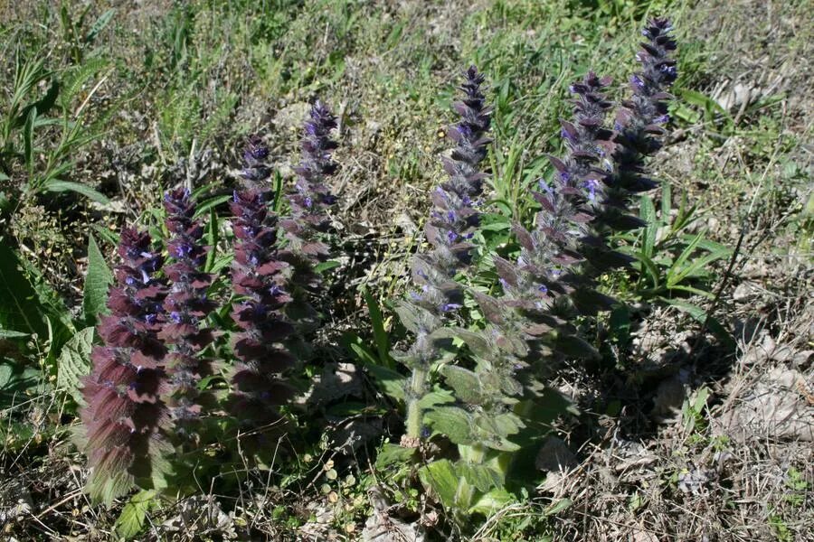 Живучка Туркестанская. Живучка Альпийская Ajuga orientalis. Живучка Крымская. Живучка Туркестанская экстракт. Аюга туркестанская