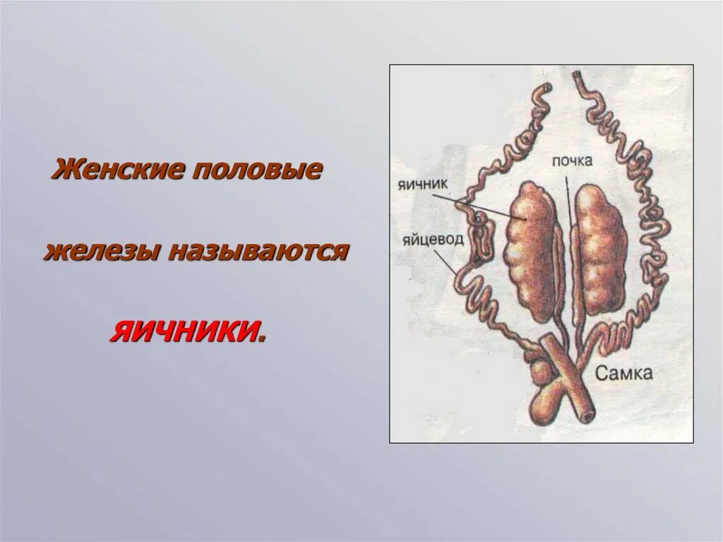 Женские половые железы яичники. Половые железы животных. Женские половые железы у животных. Женские половые железы название. 2 женские половые железы