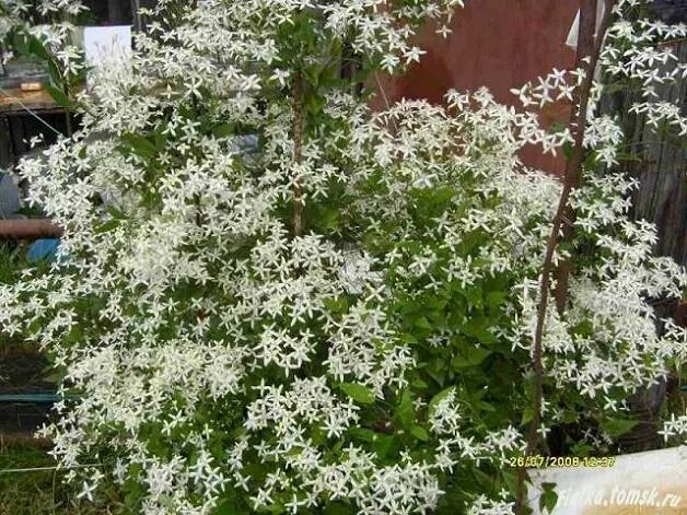 Odla stort på liten yta som Christel Kvant (med bilder) Klematis, Blomsterträdgå