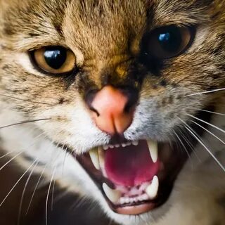Пасти котят