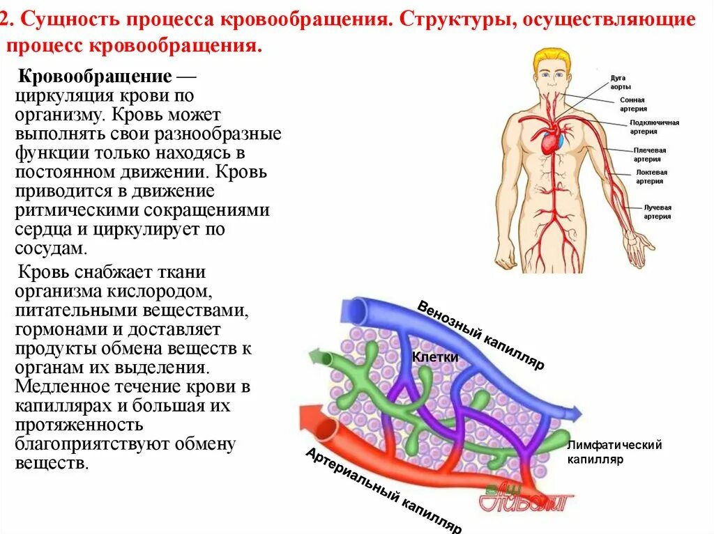 Сущность процесса кровообращения. Структуры осуществляющие процесс кровообращения. Анатомия кровообращения. Система кровообращения схема.