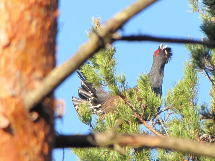 глухариная заря. глухариные зори. глухарь птица токует. обыкновенный глухарь. хвост глухаря фото.
