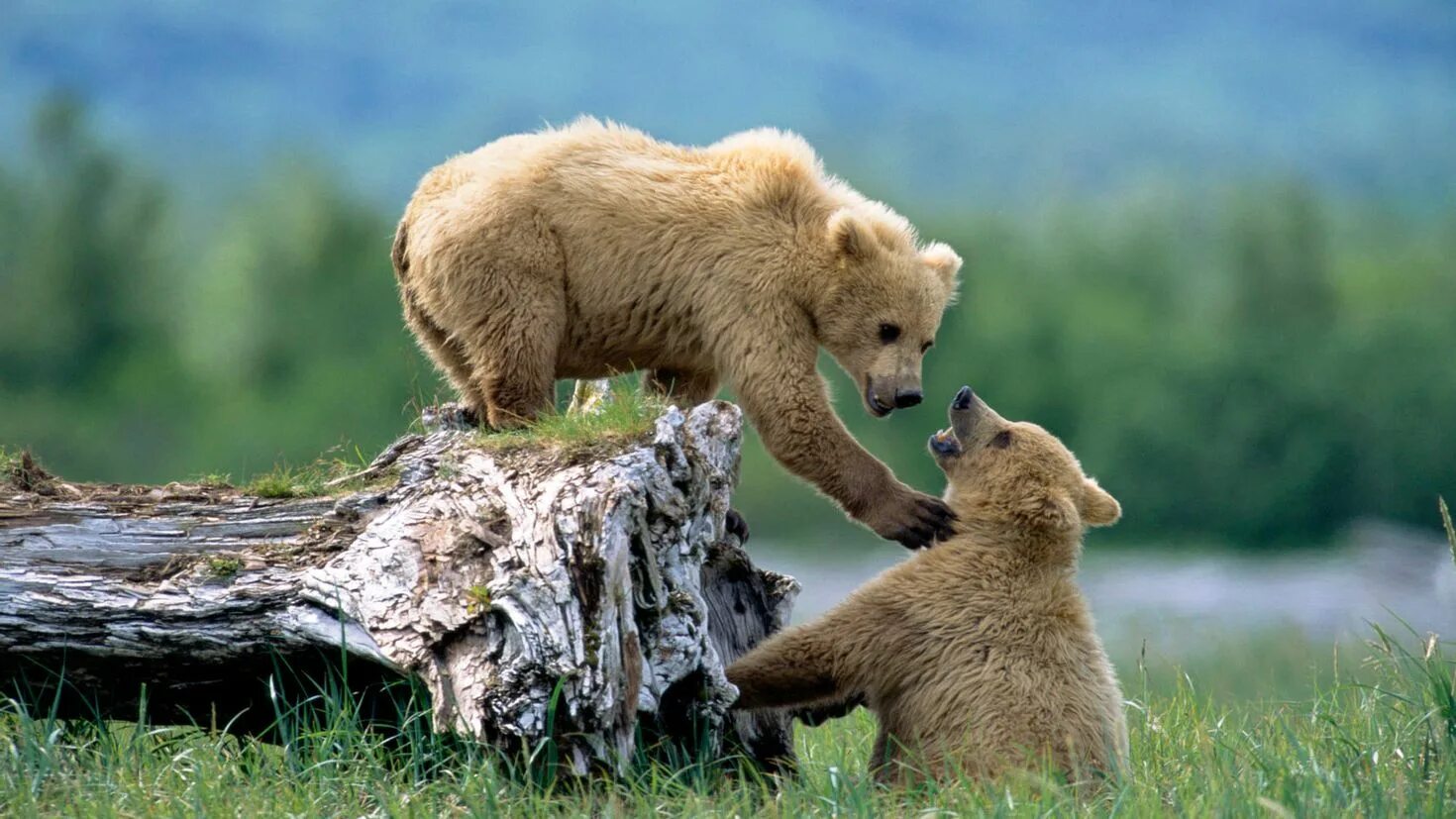 Animal картинки