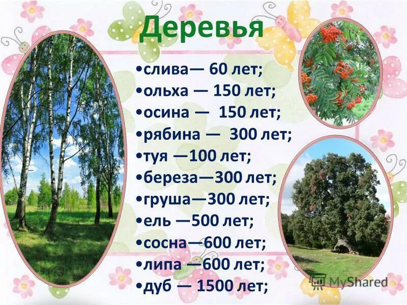 Продолжительность жизни деревьев таблица 1 класс окружающий мир. Год жизни деревьев. Дуб продолжительность жизни деревьев таблица. Срок жизни деревьев таблица 1 класс. Год жизни деревьев.