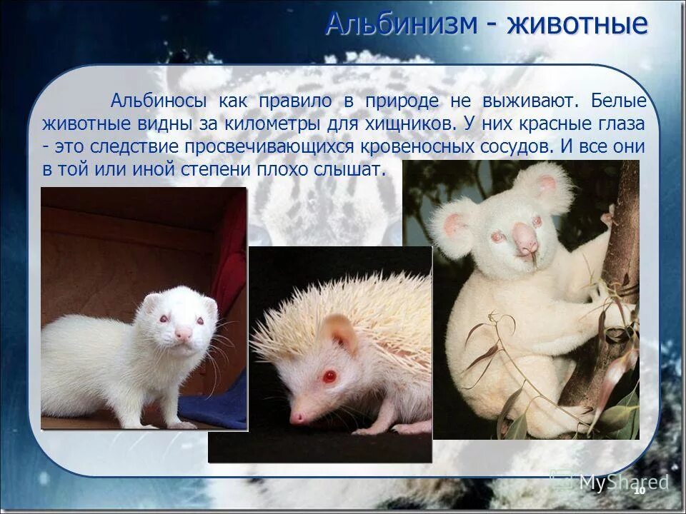 Описание экологии животные картинки эпохи возрождения. Диморфизм у животных. Вирус бешенства переносчики. Охота на кабана фильм 2008 кабан. Животные переносчики бешенства статистика.